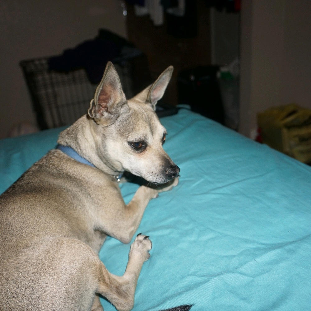 Meet your Posher, Dylan